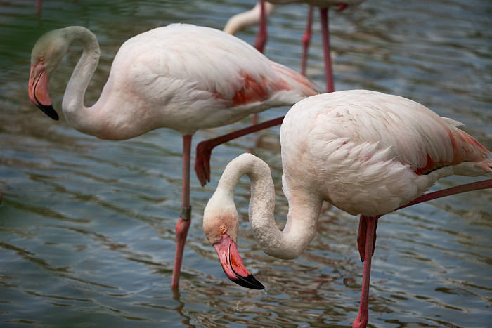 Greater pink flamingos at Pont de Gau Ornithologial Park, Camargue, France