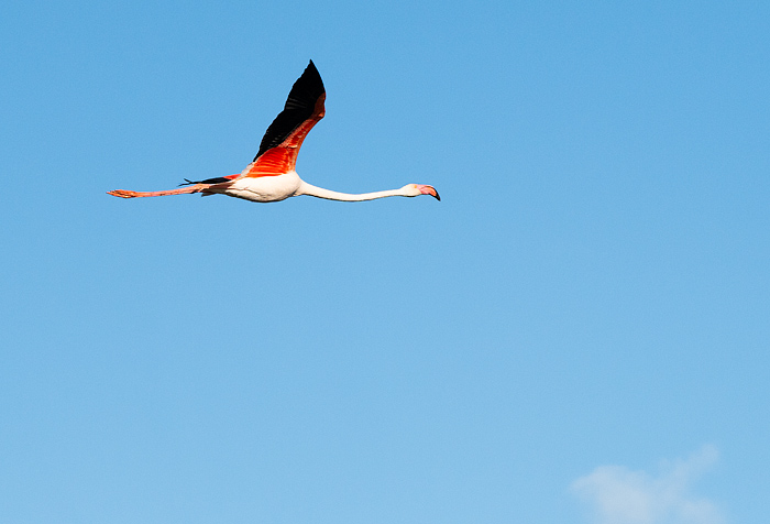 flying flamingos in France