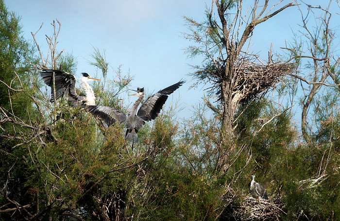 Birds fighting over a nest, Pont de Gau Ornithologial Park, Camargue, France