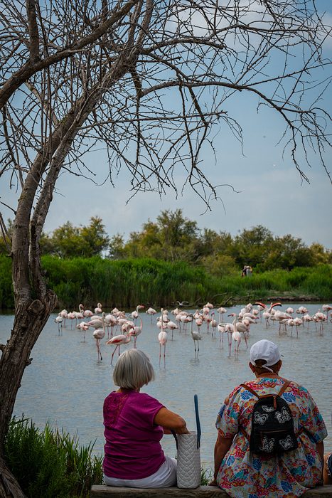 Watching Greater pink flamingos at Pont de Gau Ornithologial Park, Camargue, France