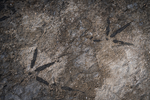 Flamingo tracks in mud, Greater pink flamingos at Pont de Gau Ornithologial Park, Camargue, France