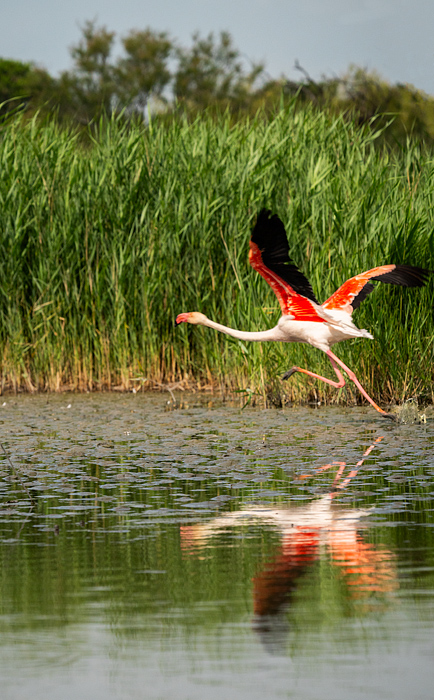 Greater pink flamingos