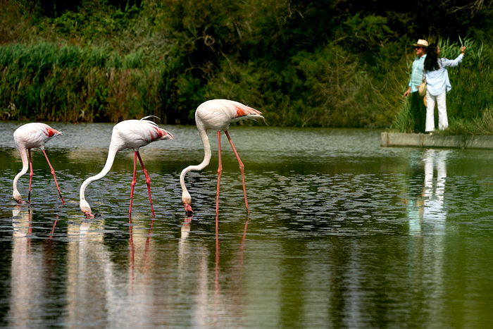 Watching Greater pink flamingos at Pont de Gau Ornithologial Park, Camargue, France