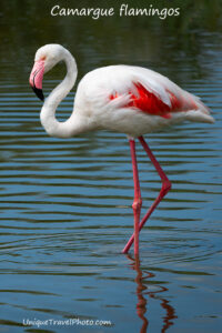 Pink flamingos in the South of France