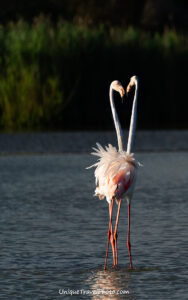 Pink flamingos in the South of France